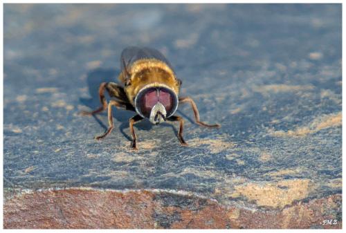 Réf. 290 660 : Merodon sp.